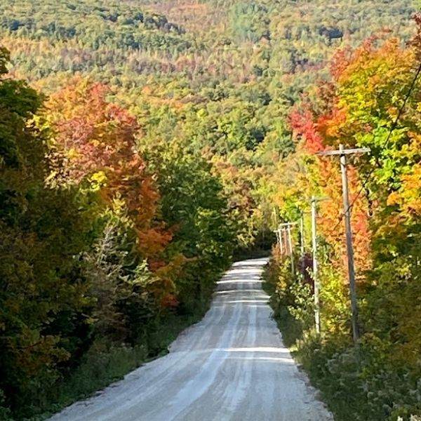 Forest Bathing in Menopause